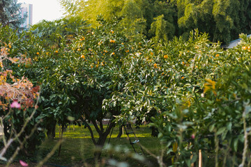 Fototapeta na wymiar orange tree in garden