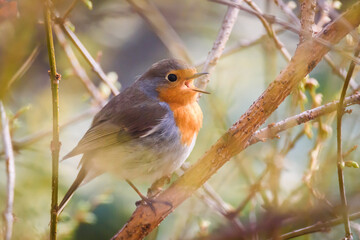 Selective focus photo. European robin bird singing, Erithacus rubecula.