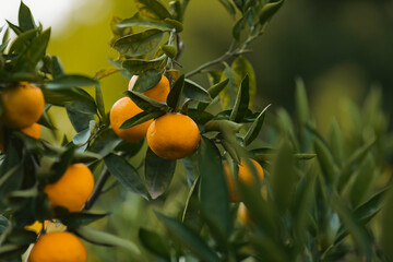 orange tree with fruits