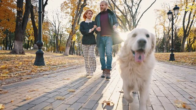 Close up portrait of carefree labrador dog going in autumn park, enjoying outdoor walk with happy man and woman