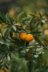 oranges on tree