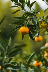 oranges on tree