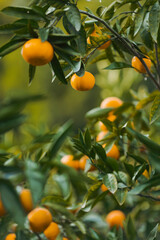 orange tree with fruits