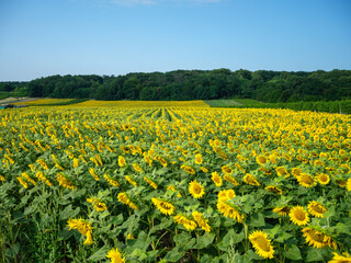 sunflower fields in Austria