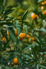 oranges on tree
