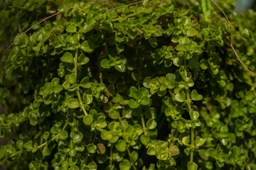 green moss background