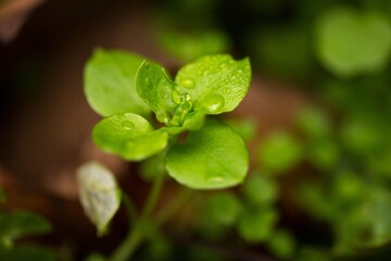 Morning dew on green basil leaves
