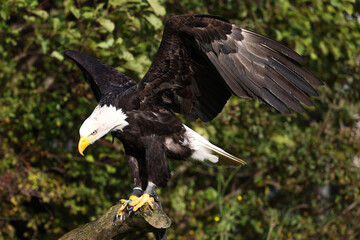 american bald eagle