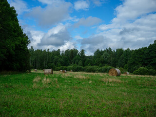 Fototapeta premium rolls of dry hay in green summer meadow