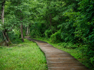 Obraz premium old wet wooden footpath walkway in deep green forest
