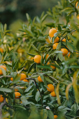 oranges on tree