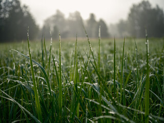 abstract green grass foliage texture in summer meadow