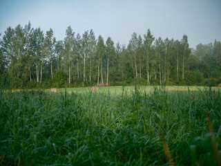 abstract green grass foliage texture in summer meadow
