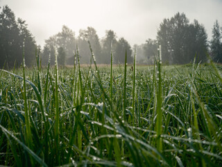abstract green grass foliage texture in summer meadow