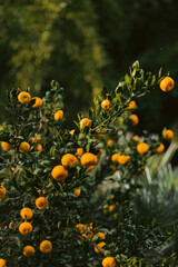 orange and green leaves
