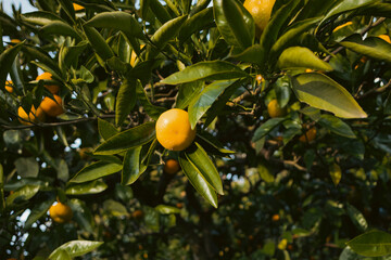 oranges on tree
