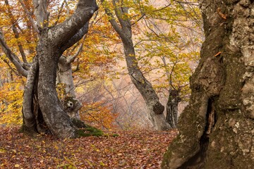 Beauty autumn forest landscape