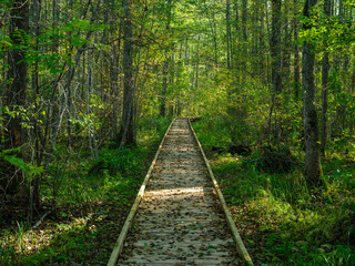 old wet wooden footpath walkway in deep green forest