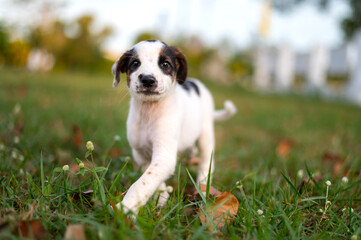 Cute litle black and white dog standing on my garden.Photo select focus.