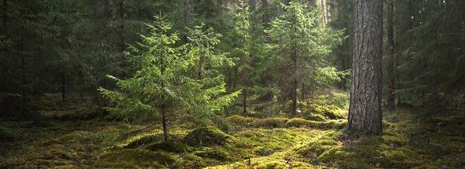 Dark majestic evergreen forest. Sun rays through the mighty pine and spruce trees. Early spring. Finland. Pure nature. Ecotourism, hiking, healthy lifestyle concepts - 468584274