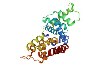 Crystal structure of human cyclin T2. 3D cartoon model, PDB 2ivx, white background