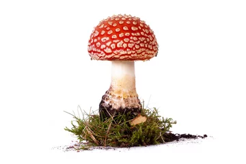 Foto op Plexiglas Fly agaric red mushroom isolated on white © mreco