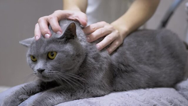 A Veterinarian Examines Ears, Hair of Cat for Presence of Parasites, Fleas. A patient gray British domestic cat sits on a couch in a clinic. Female hands of doctor are looking for lice, nits on wool.