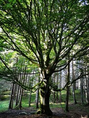 trees in the forest