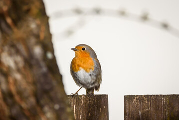 Selective focus photo. European robin bird, Erithacus rubecula.