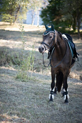 Fototapeta premium Reitpferd