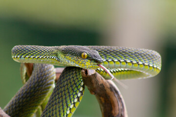 close up of a snake