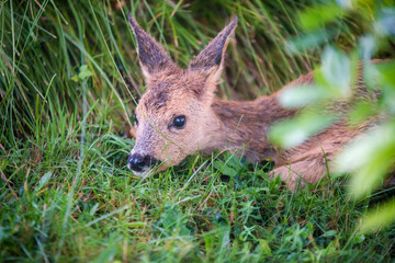 cute baby deer hidden in tall grass close up