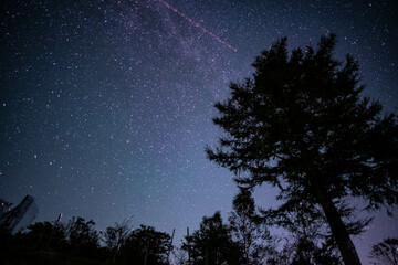 Naklejka premium な