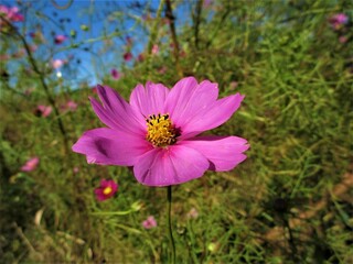 Obraz premium 野原に咲くコスモス