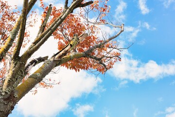 晴れた青空に浮かぶ雲と公園の木