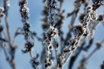 Fragment of a dry wild-growing plant in ice crystals of hoarfrost on a blue background.