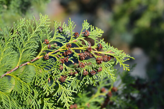 Alumi False Cypress