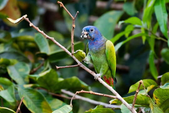 Blue-headed Parrot,  pionus menstruus, feeding on fruit from a tree in the rainforest of Trinidad and Toabago.