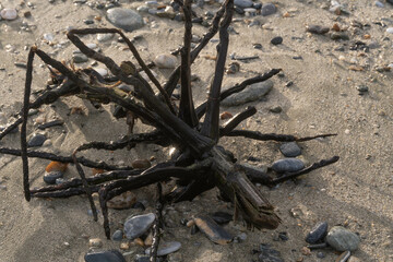 Palm branch on the beach.  After the storm. Tropical shapes and patterms. Aninuan, Mindoro, Philippines, 2021