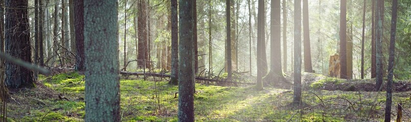 Dark majestic evergreen forest. Sun rays through the mighty pine and spruce trees. Early spring. Finland. Pure nature. Ecotourism, hiking, healthy lifestyle concepts