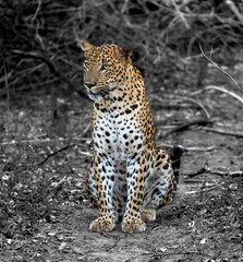 A Sri Lankan Leopard taking a break on the side of the road waiting for the safari jeep to pass by at Yala National Park in Sri Lanka