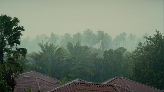 Tropical rainstorm and wind over rooftops and palm trees