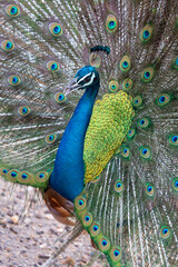 A Peacock in Sri Lanka displaying its tail feathers as a mating ritual 