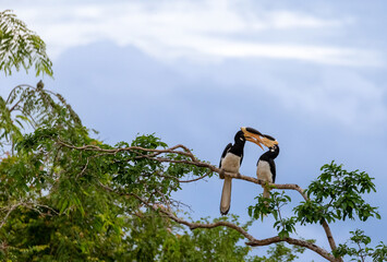 A romantic moment between two Pied Malabar Hornbills kissing captured at Yala National Park in Sri Lanka