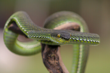 Fototapeta premium close up of a green snake