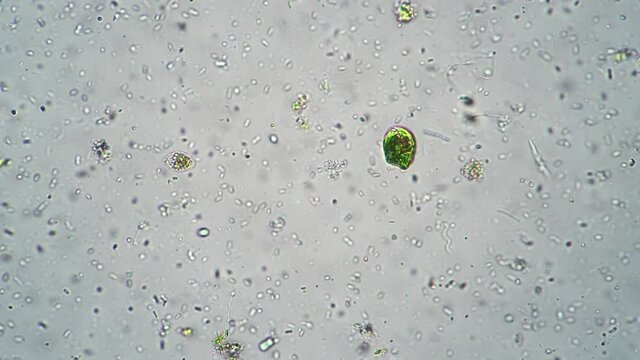 Microbes and infusorias are flowing in the stream filmed in macro on white background. Bacillus and planktons move under a microscope. Research of cells and spores in laboratory. Theme of microbiology