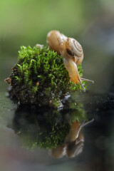 snail on a leaf