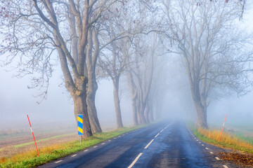 Obraz premium Foggy morning by a tree avenue in the countryside