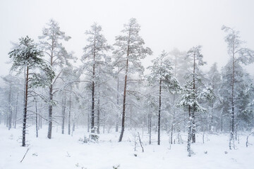 Obraz na płótnie Canvas Frozen pine trees on a bog with mist and snow