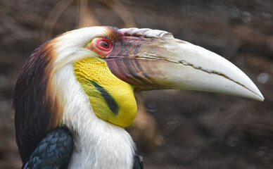 wreathed hornbill 1